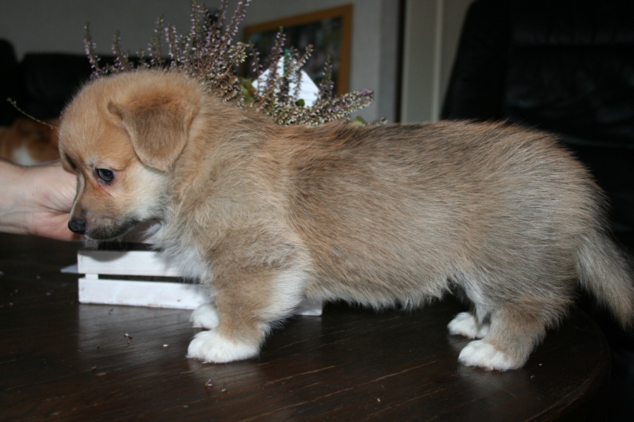 Puppies